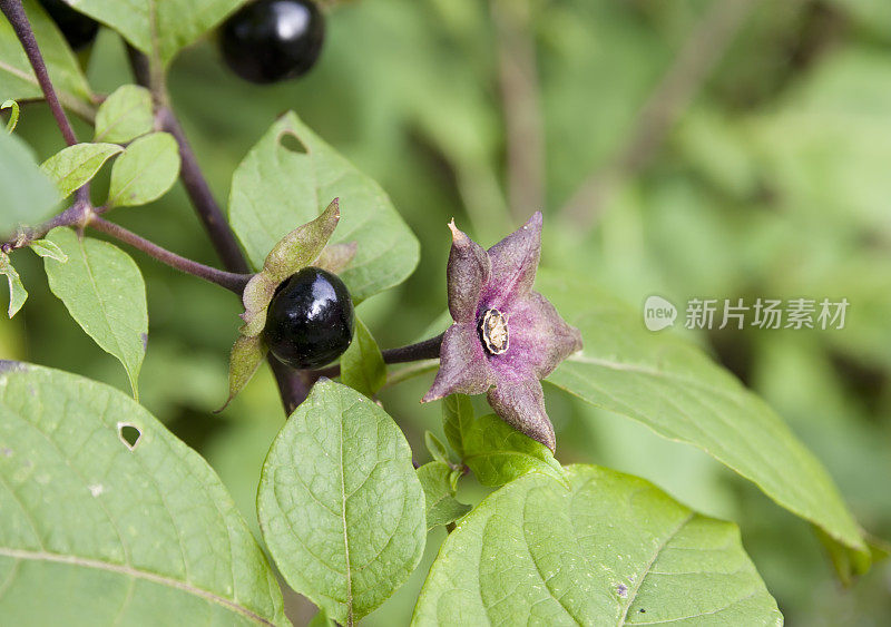 致命的茄(Atropa bella-donna)浆果